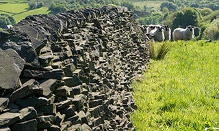 Wool-wall near Saddleworth